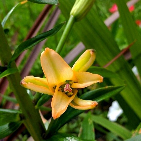 Plant image Fritillaria imperialis 'Lutea'