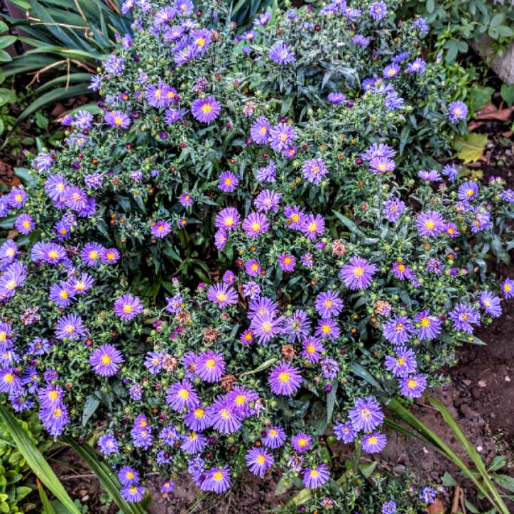 Plant image Aster novi-belgii 'Samoa'