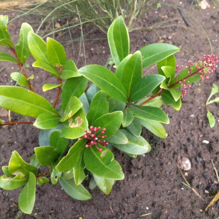 Plant image Skimmia japonica 'Moerings3' syn. Skimmia japonica 'Rubesta'