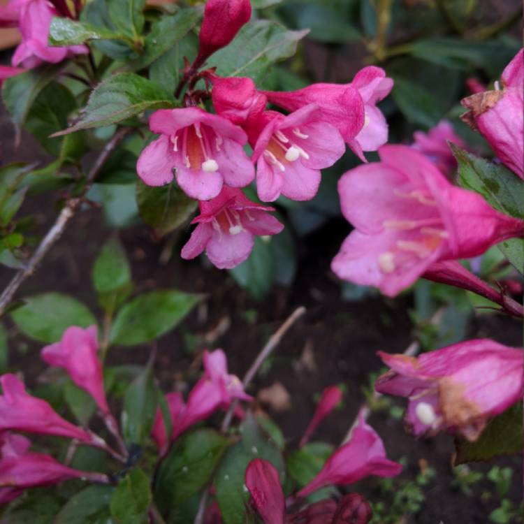 Plant image Weigela florida 'Nana Purpurea'