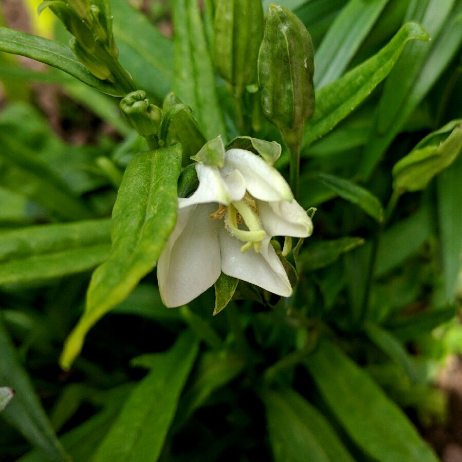 Plant image Campanula portenschlagiana 'White Wonder