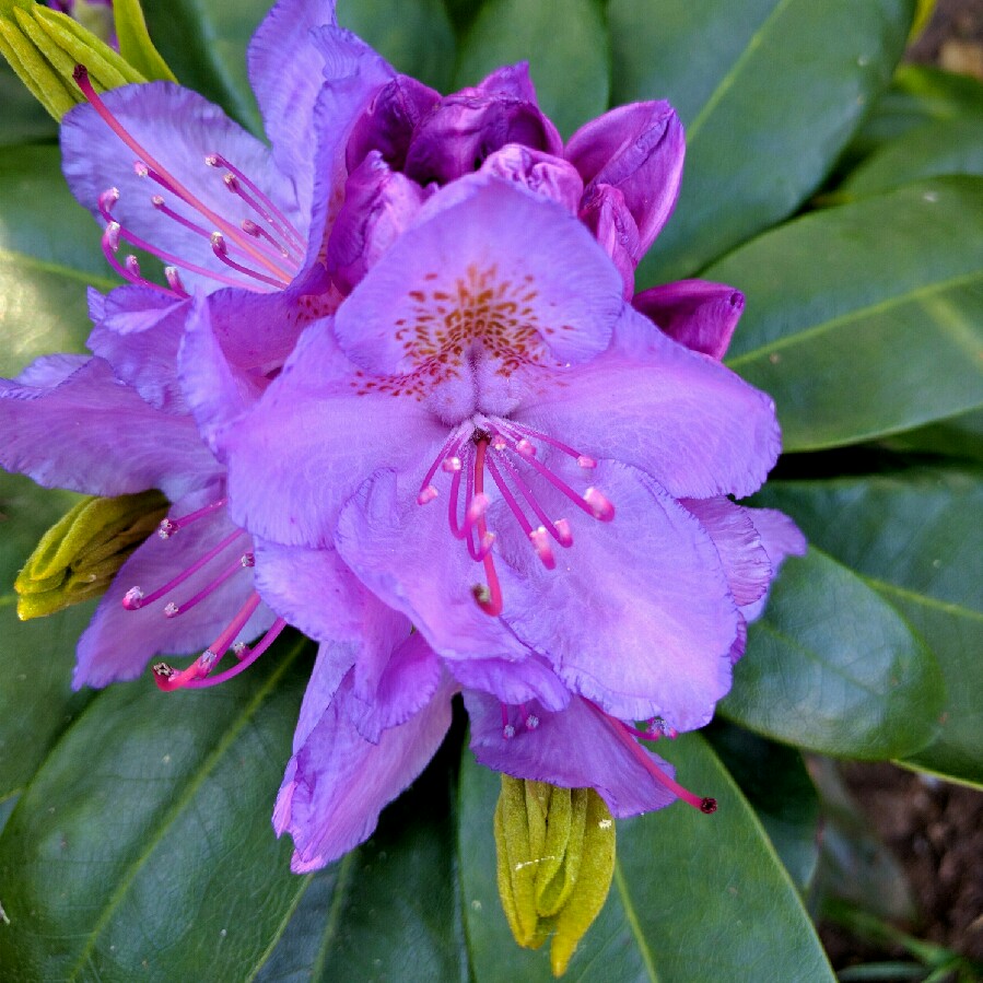 Plant image Rhododendron 'Metallica'