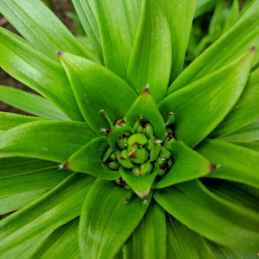 Plant image Fritillaria imperialis 'Lutea'