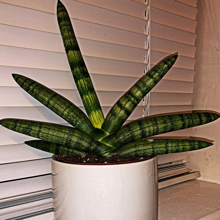 Plant image Sansevieria cylindrica 'Boncel'