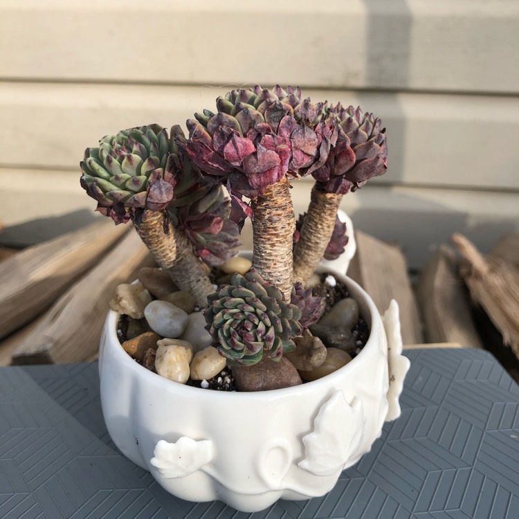 Plant image Echeveria Tuxpan