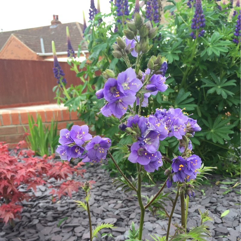 Plant image Aquilegia 'Hensoll Harebell'