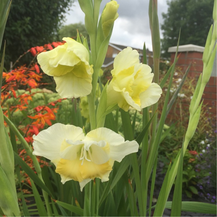 Plant image Gladiolus 'Yellow Star'