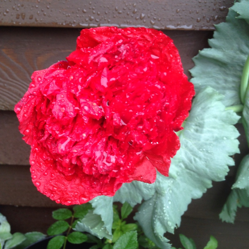 Papaver somniferum