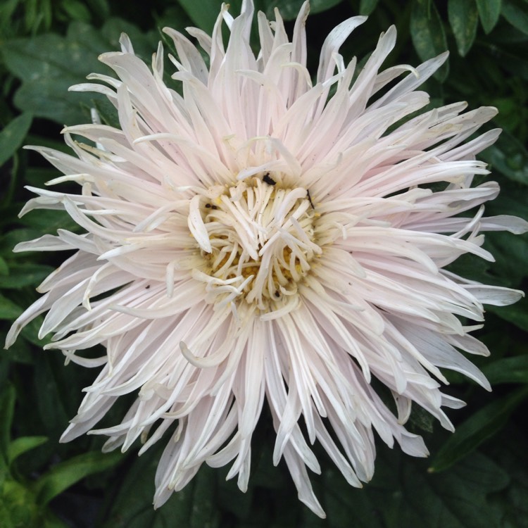 Plant image Callistephus chinensis'Colour Carpet'