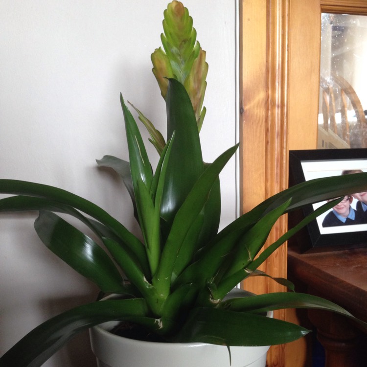 Plant image Aechmea