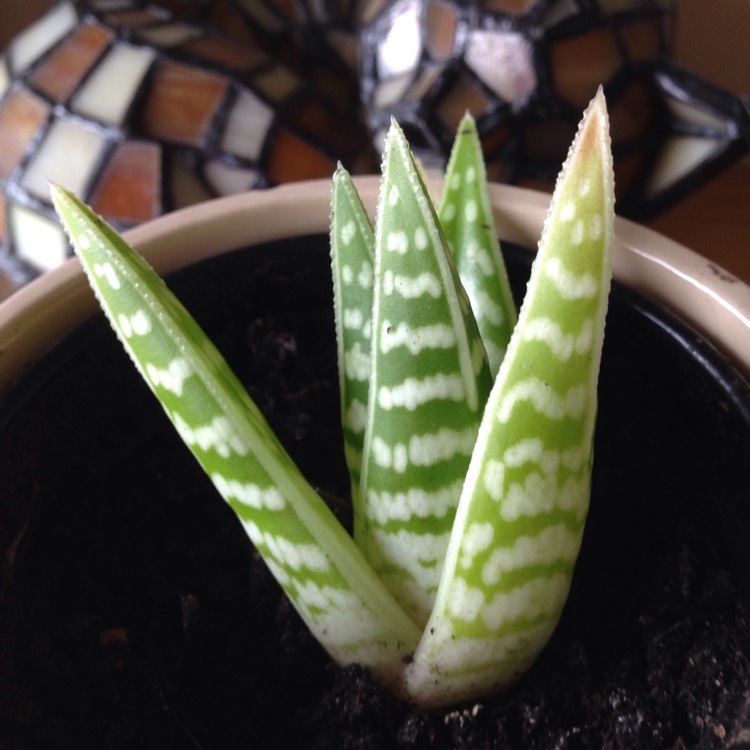 Plant image Aloe 'Partridge Breast'