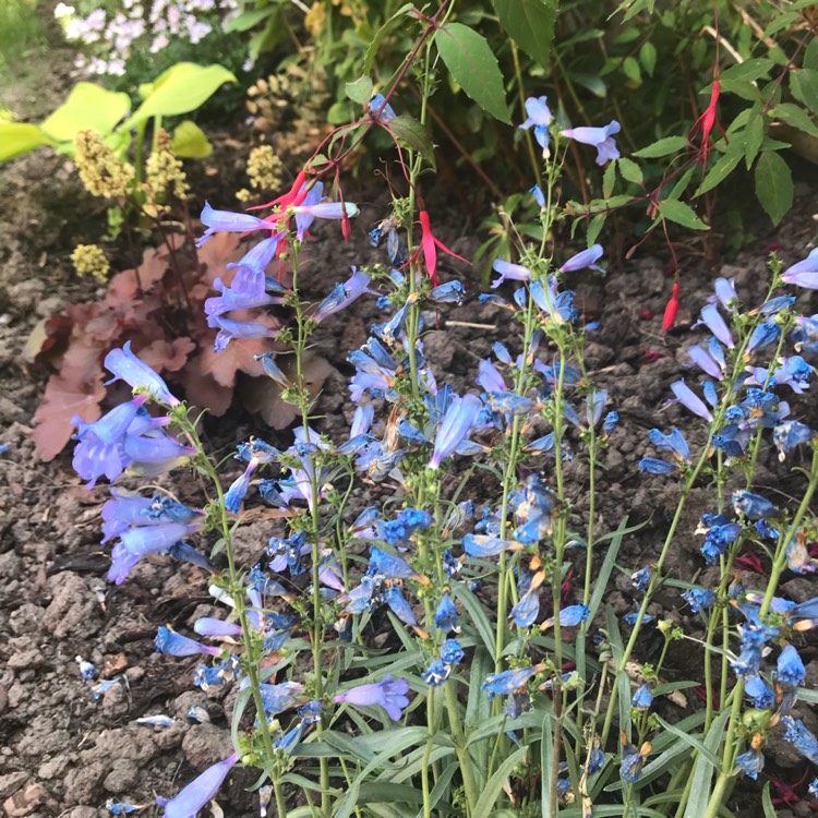 Plant image Penstemon 'Electric Blue'