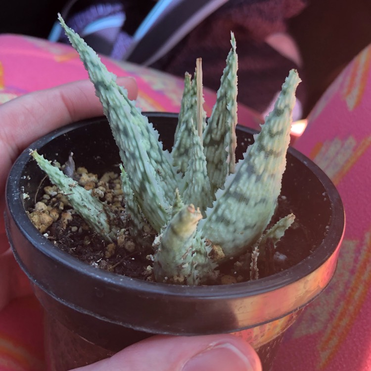 Plant image Aloe 'Blizzard'