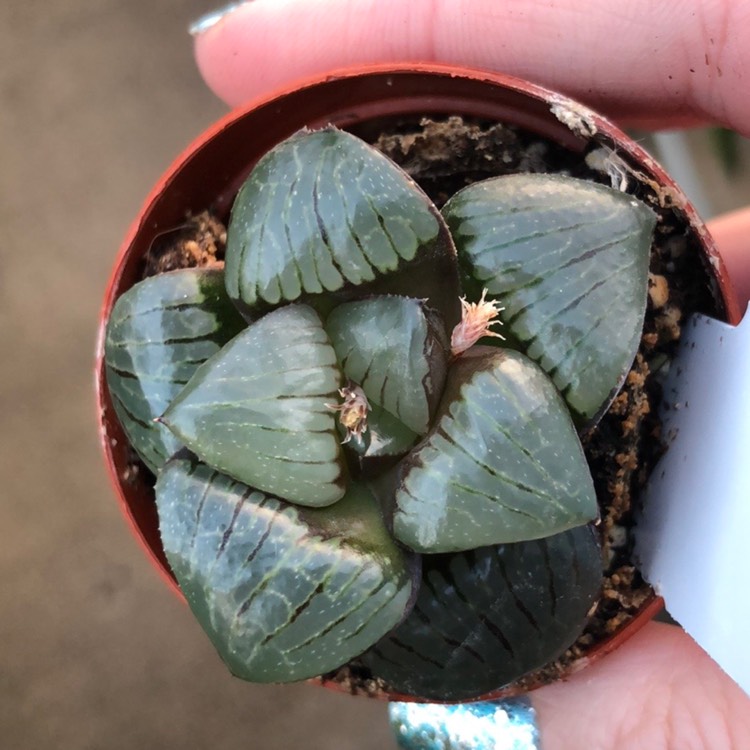 Plant image Haworthia sprinkbokvlakensis