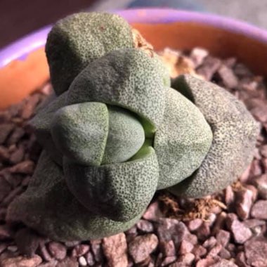 Pleiospilos nelii