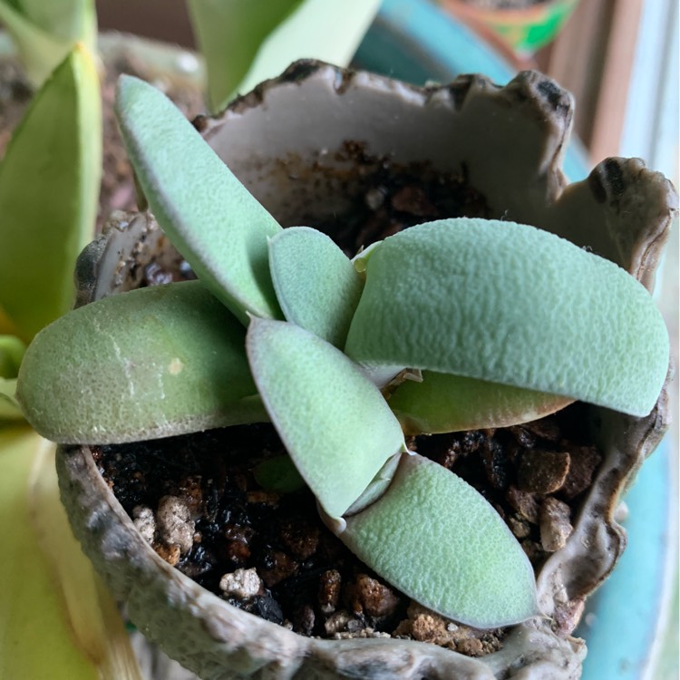 Plant image Gasteria Glomerata