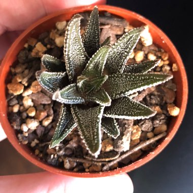 x Alworthia