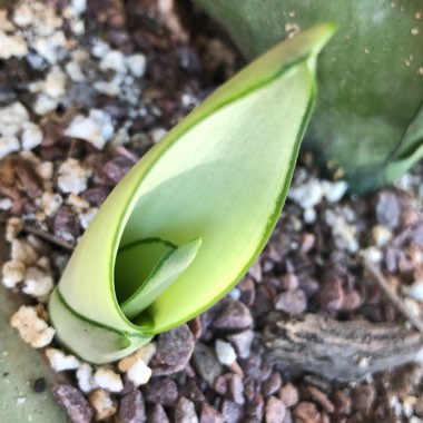 Sansevieria trifasciata 'Silver Queen'