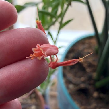 Aloe 'Christmas Carol'