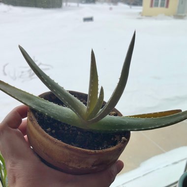 Aloe Vera