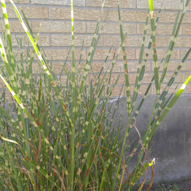 Plant image Pennisetum 'Kittentails'