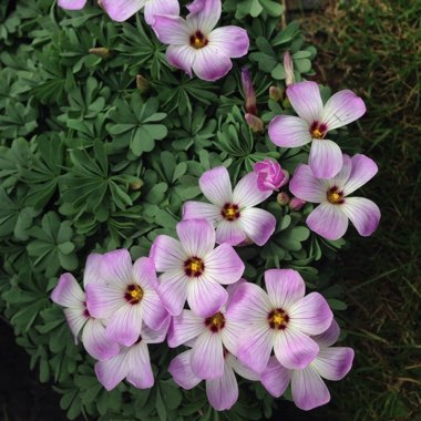 Oxalis Adenophylla