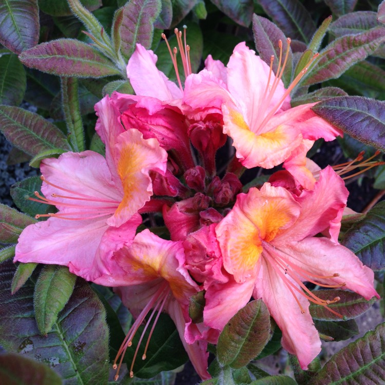 Plant image Rhododendron Luteum 'Berryrose'