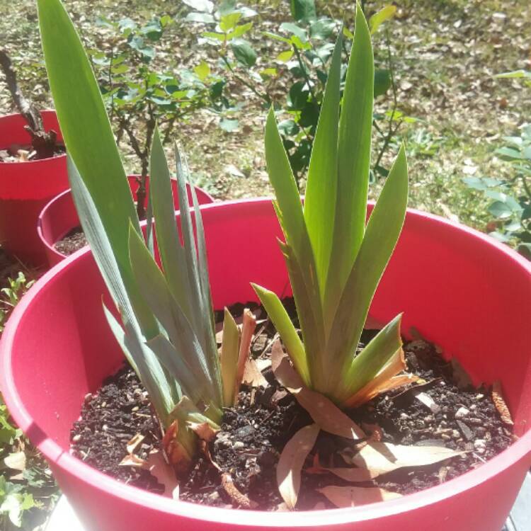 Plant image Iris x germanica 'Clarence'