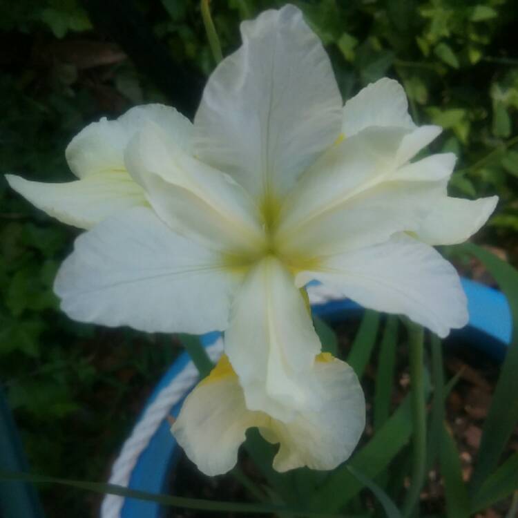 Plant image Iris sibirica 'Butter and Sugar'