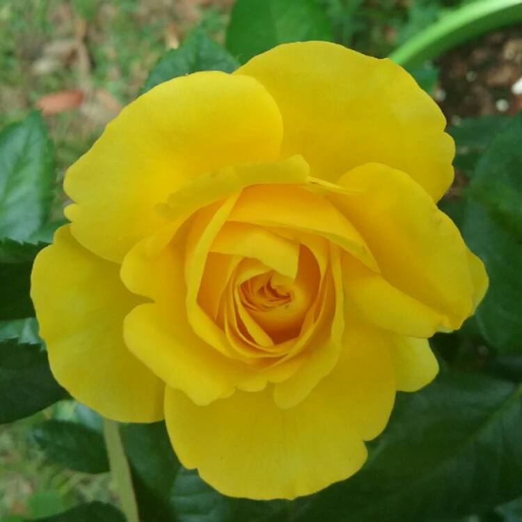 Plant image Rosa 'Kordes Sunbeam™ Veranda®'