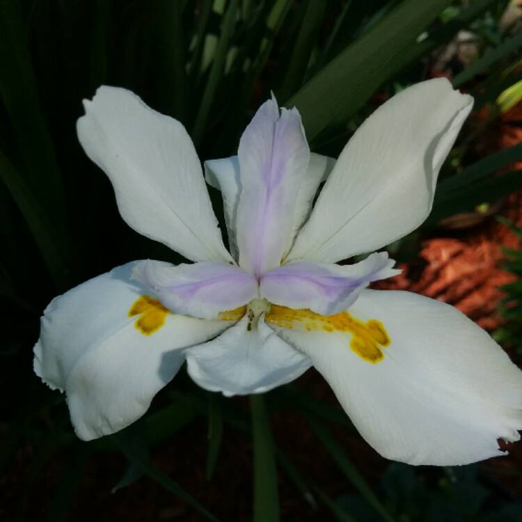 plant image 438716