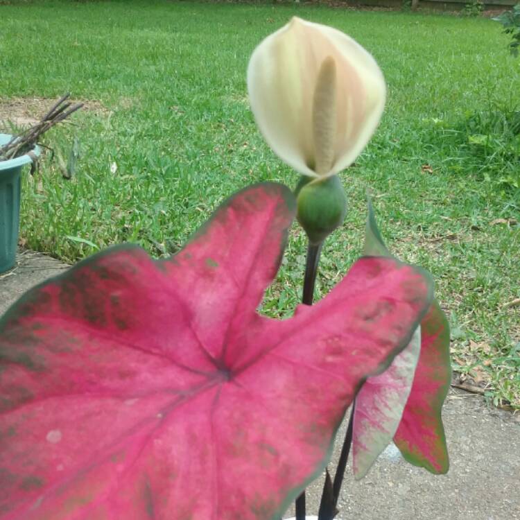 Plant image Caladium 'Buck'