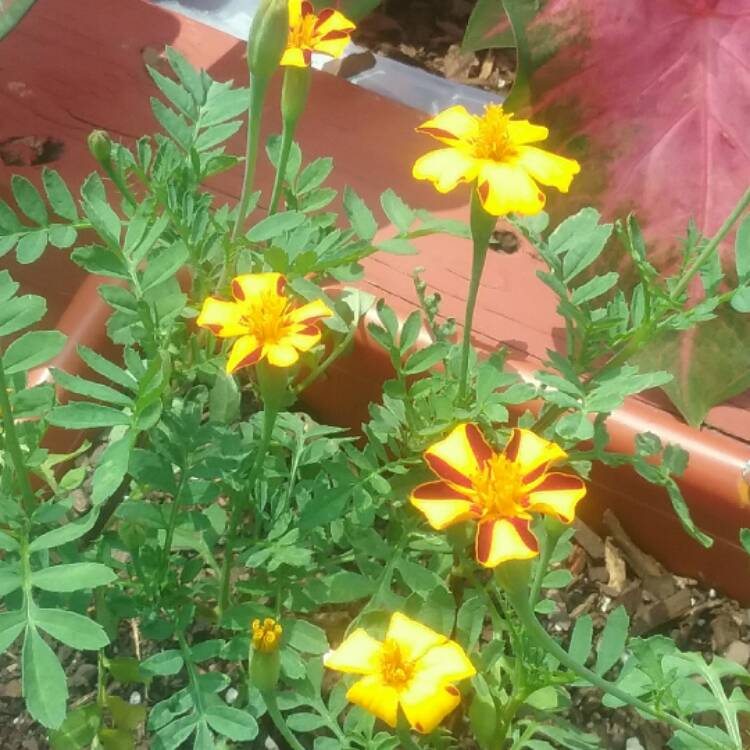 Plant image Tagetes patula 'Striped Marvel'