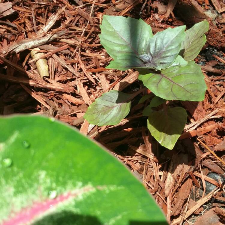 Plant image Ocimum basilicum 'Dark Opal' syn. Ocimum basilicum var. purpurascens 'Dark Opal'