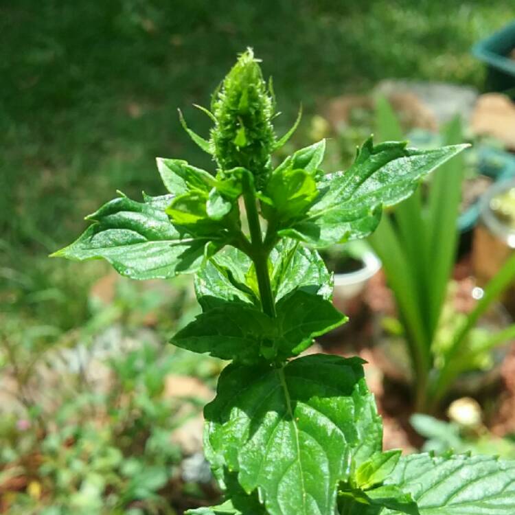 Plant image Mentha spicata