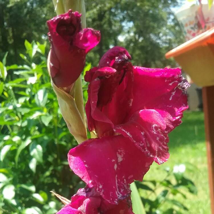 Plant image Gladiolus 'Ebony And Ivory Mix' (Mix)