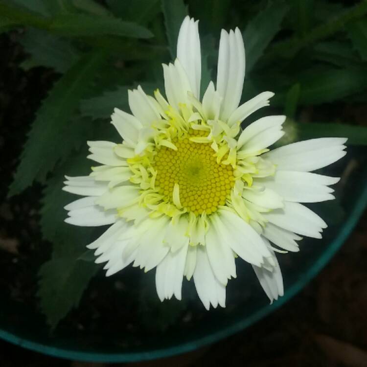 Plant image Leucanthemum x superbum 'Freak'