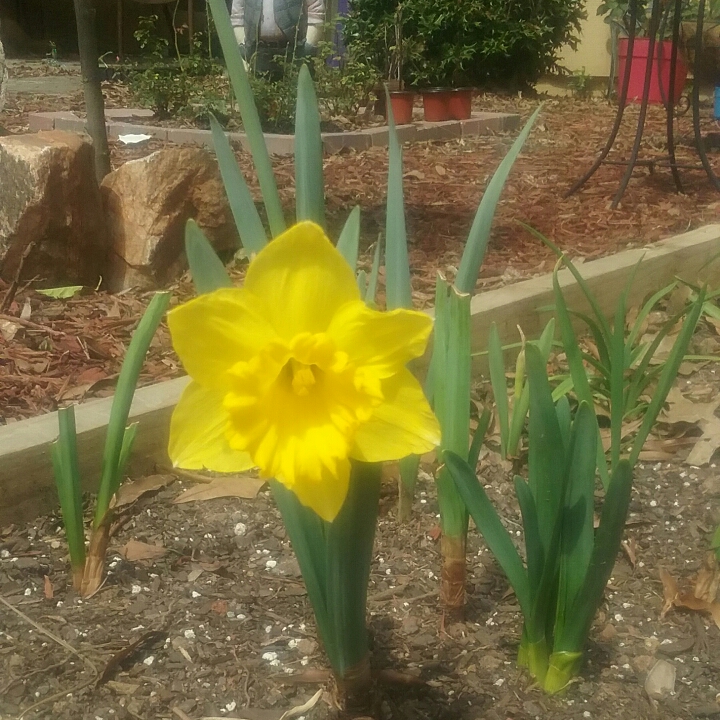 Plant image Narcissus 'Dutch Master'