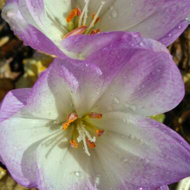 Autumn crocus 'Dick Trotter'