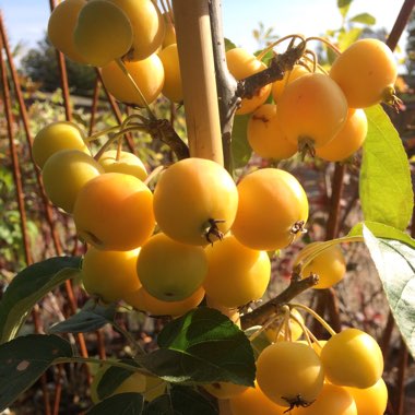 Crab Apple 'Golden Hornet'