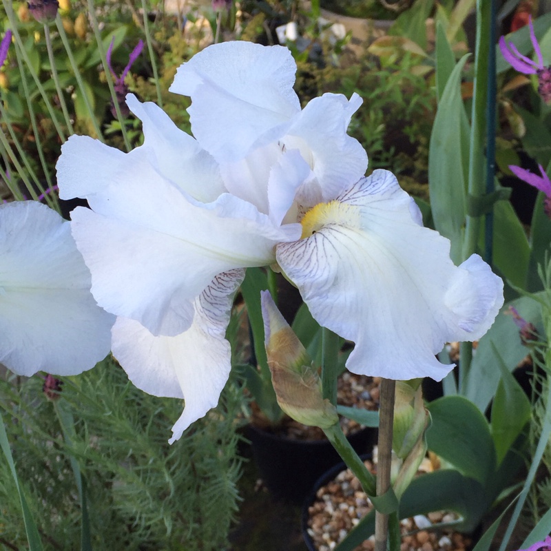 Bearded Iris 'English Cottage' (Tall)