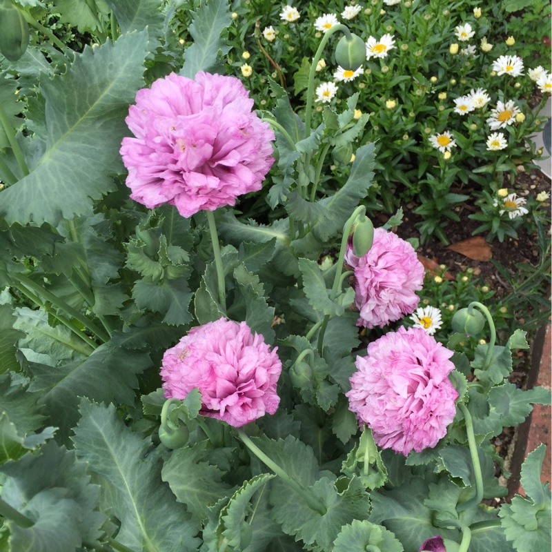 Papaver paeoniflorum 'Prom Puff'