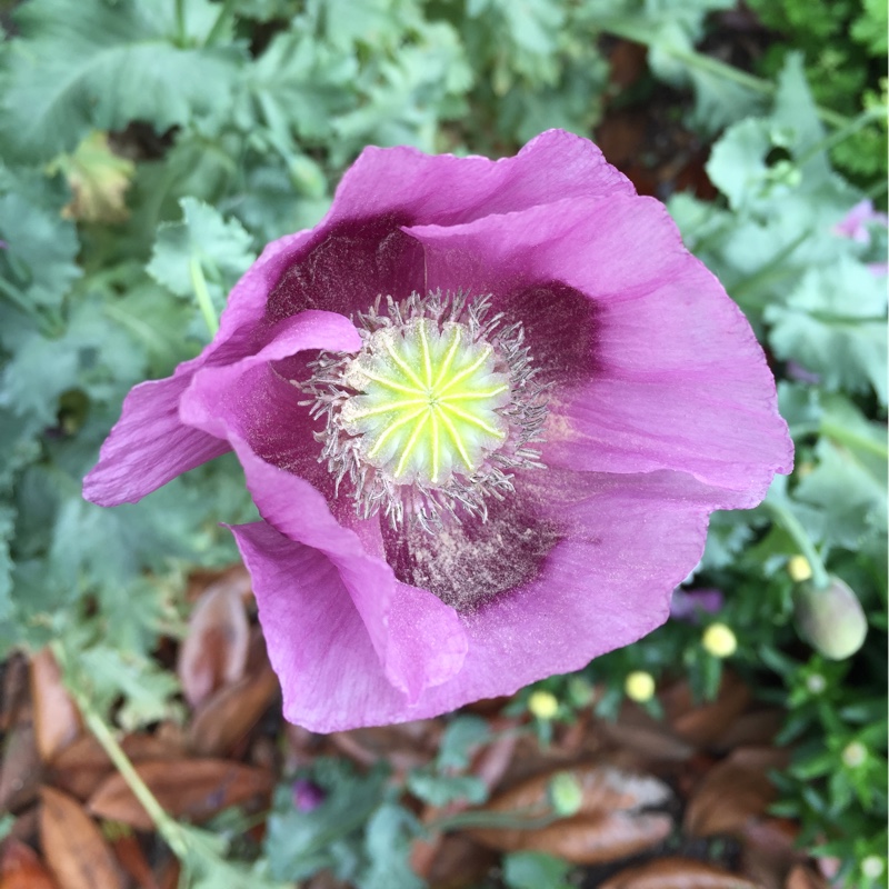 Papaver orientale