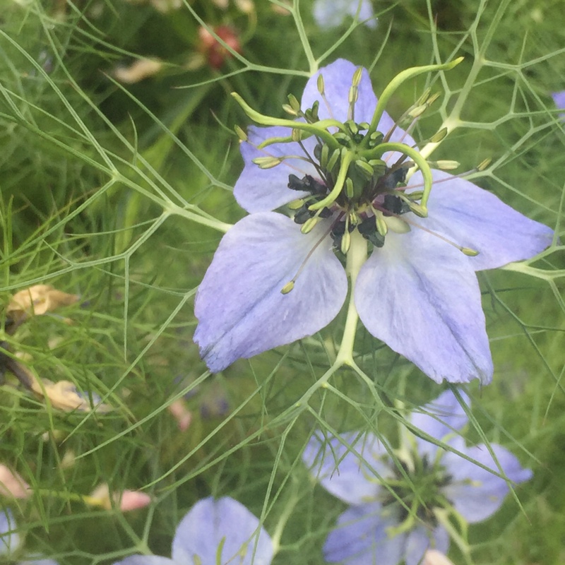 Plant image Nigella damascena 'Miss Jekyll'