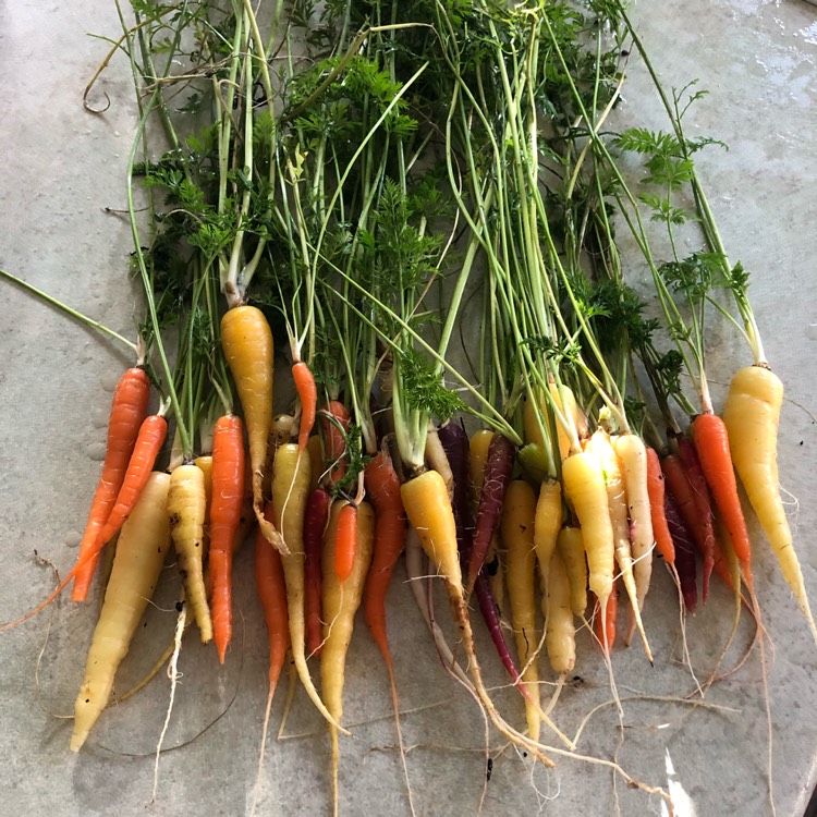 Plant image Daucus carota subsp. sativus 'Rainbow'