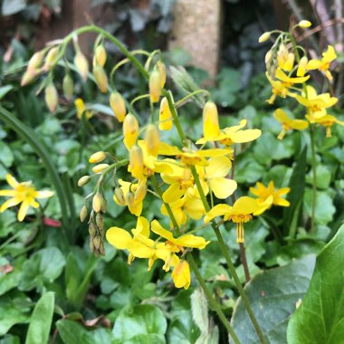 Epimedium