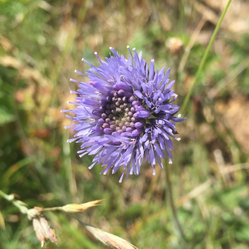 Plant image Jasione Montana