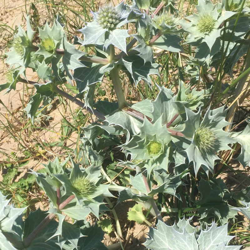 Eryngium