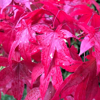 Acer Palmatum 'Osakazuki'