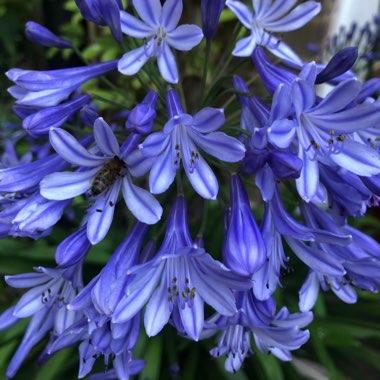 Agapanthus